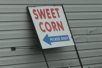 Sweet corn picked daily