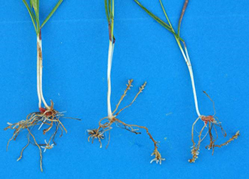 Stunted wheat roots