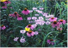 Picture of Prairie Flowers