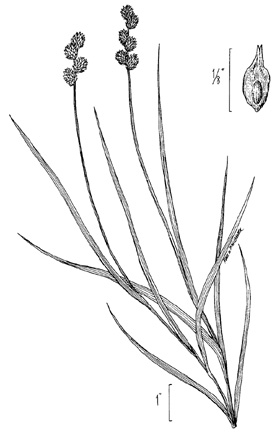 Crested Oval Sedge