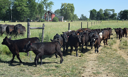 Beef cattle on the Boehmer farm in Eaton County move from one paddock to another as part of the farm's rotational grazing operation.