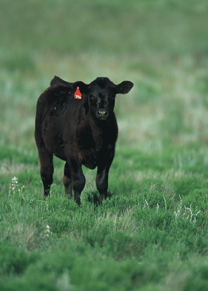 The Hanrahans will graze Angus calves on the Whiterock Conservancy pasture.