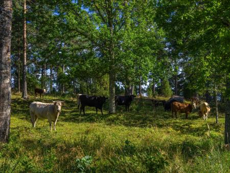 Cows graze in a forest. 